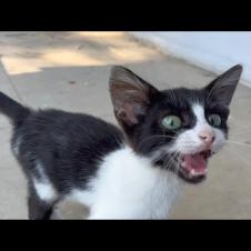 Homeless kitten with black and white spots meows so much it will warm your heart