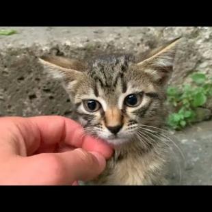 Tabby kitten living on the street is waiting for me every day