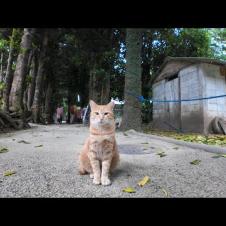 並木道で出会った茶トラ猫「ウチ来る?」