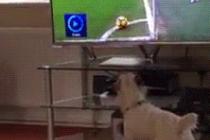 공이 어디로 갔지