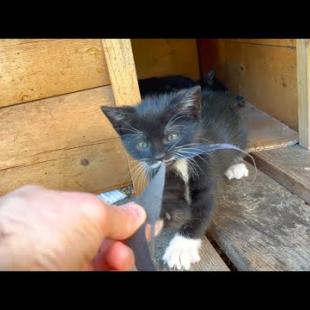 Tiny kitten is playing incredibly cute game, funny kitten