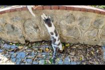 カメラのレンズの反射する光を必死に追いかける猫がかわいすぎた