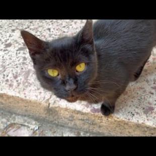 Friendly cute cat living in the back street is waiting for affection and food