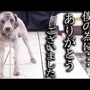 5年間一緒に暮らした保護犬に誕生会を開いたら泣いて喜んでました...