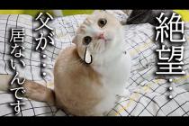 夜中に最愛のハスキー犬が居なくて絶望する猫達がこちら...