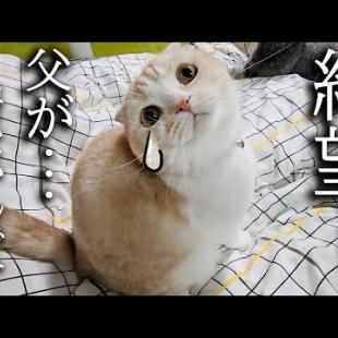 夜中に最愛のハスキー犬が居なくて絶望する猫達がこちら...