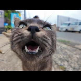 猫島に着くと港で猫たちの大歓迎を受ける