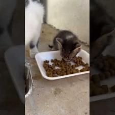 😺Family food fun.. cute street cats.. #shorts #cat #cats