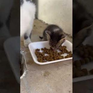 😺Family food fun.. cute street cats.. #shorts #cat #cats