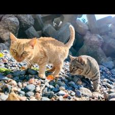 海辺で食べ物を探す島の猫たち