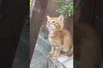 Beautiful eyed orange kitten sniffing plants #cat #cats #catshorts #shorts #cute #kitten #catvideos