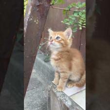 Beautiful eyed orange kitten sniffing plants #cat #cats #catshorts #shorts #cute #kitten #catvideos