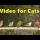 Videos for Cats to Watch ( Cat TV ) ~ Birds in England ⭐ 8 HOURS ⭐