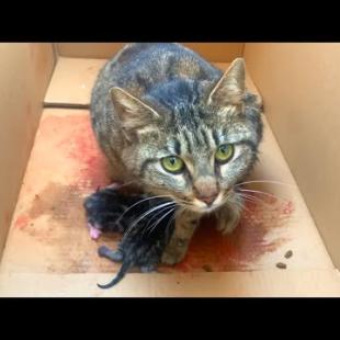 A mother cat, covered in blood and having just given birth, first cleans and feeds her kittens