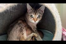 РОДЫ СИНГАПУРСКОЙ КОШКИ ХОЛЛИ