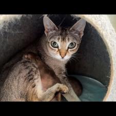 РОДЫ СИНГАПУРСКОЙ КОШКИ ХОЛЛИ