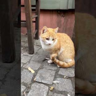 Stray cat with honey-colored eyes, wagging her tail #catshorts #kitten #meow #catsofyoutube #cute
