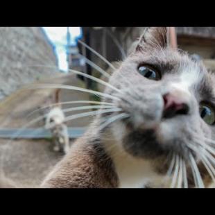 🐾 「ここ通りたいの？まずナデナデしなさいニャン」→ 合格もらえた！猫の関所が可愛すぎた件