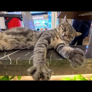ショッピングモールの花壇でスヤスヤ眠る猫に癒やされた…フードコートで思わぬ幸せ時間