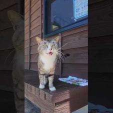 暑さに負けず…膝の上に乗ってきた猫に癒された