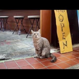 【猫に支配された商店街】猫組織の構成員にショバ代を毎日タカられる商店街の店舗