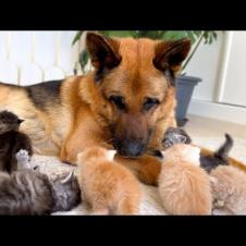 These Tiny Kittens Chose a Giant German Shepherd as Their Best Friend 🐾❤️