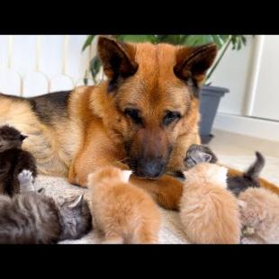 These Tiny Kittens Chose a Giant German Shepherd as Their Best Friend 🐾❤️