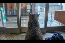 猫島で雨に降られたけど…切符売り場で猫と一緒に雨宿りして最高に癒やされた