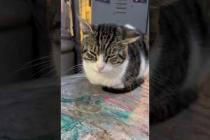 🐱 Sleepy cat ignores the crowd .. 💕🐾#shorts #kitten #cat #catlove #cute #animals