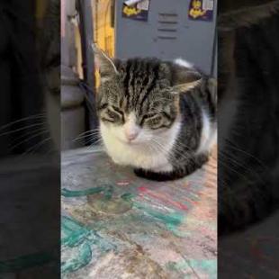 🐱 Sleepy cat ignores the crowd .. 💕🐾#shorts #kitten #cat #catlove #cute #animals