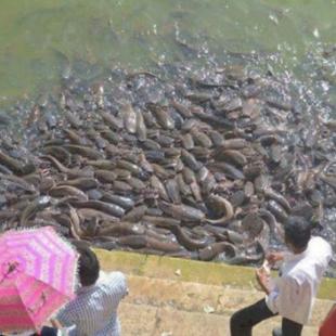 물반 고기반