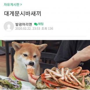 대개문 시바새끼