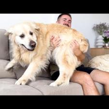 Angry Golden Retriever Refuses to get off my lap!