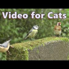 Catflix and Chill ~ Epic Cat TV Videos for Cats to Watch