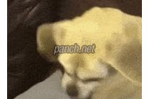 훈련 잘된 IS 멍멍이