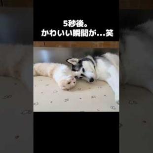 5秒後に猫と犬のかわいい瞬間が...#shorts