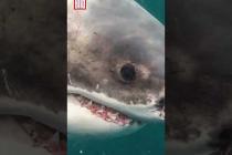 [독일 Bild紙] Riesiger Weißer Hai geht Fischern ins Netz | #shorts