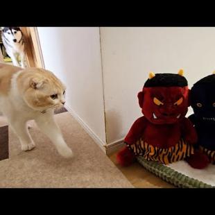 売れ残った子鬼を連れ帰ったら猫と犬が大変なことに...