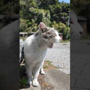 もうちょっとで何か喋りそうな猫 #ImpressedCatVideo #catisland #猫