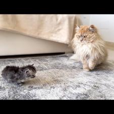 Cat Dad Meets His Kitten Son — Heartwarming Reunion