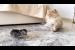Cat Dad Meets His Kitten Son — Heartwarming Reunion