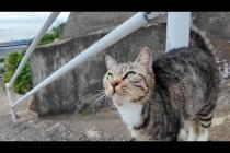 坂の上で出会った猫たちと、島の中腹で開かれる“猫の集会”に参加してきた🐾✨