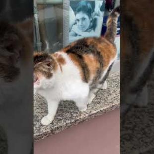 Pink nosed cat sticks her head out to be petted #shorts #catshorts #cats #cat #catlover #kitten