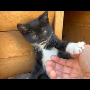 Tuxedo kitten holds my hand and says play with me