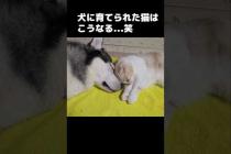 犬に育てられた猫はこうなる...笑#犬と猫