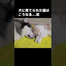 犬に育てられた猫はこうなる...笑#犬と猫
