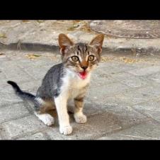 Frightened, hungry kittens living on the street meow for food
