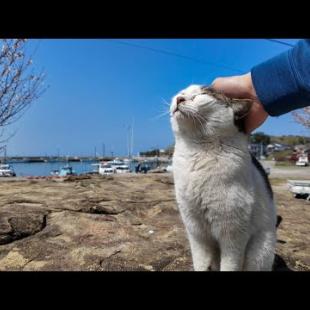 神社にあった大きな岩にいた猫ちゃん、撫でるとゴロンと寝転んでカワイイ