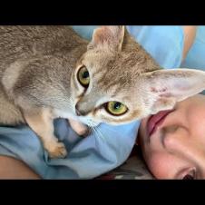 В ПОСТЕЛИ С ИНОПЛАНЕТНОЙ КОШКОЙ