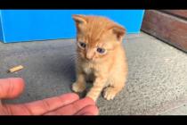 Abandoned kittens are waiting for help